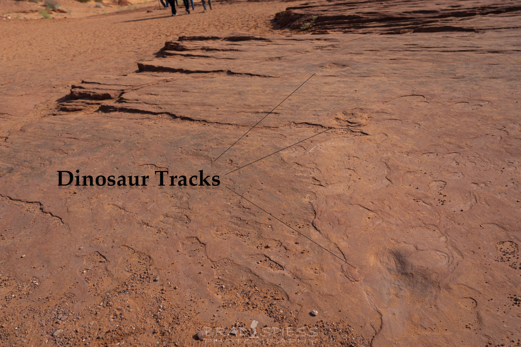 Dinosaur tracks you will see when exiting Lower Antelope Canyon