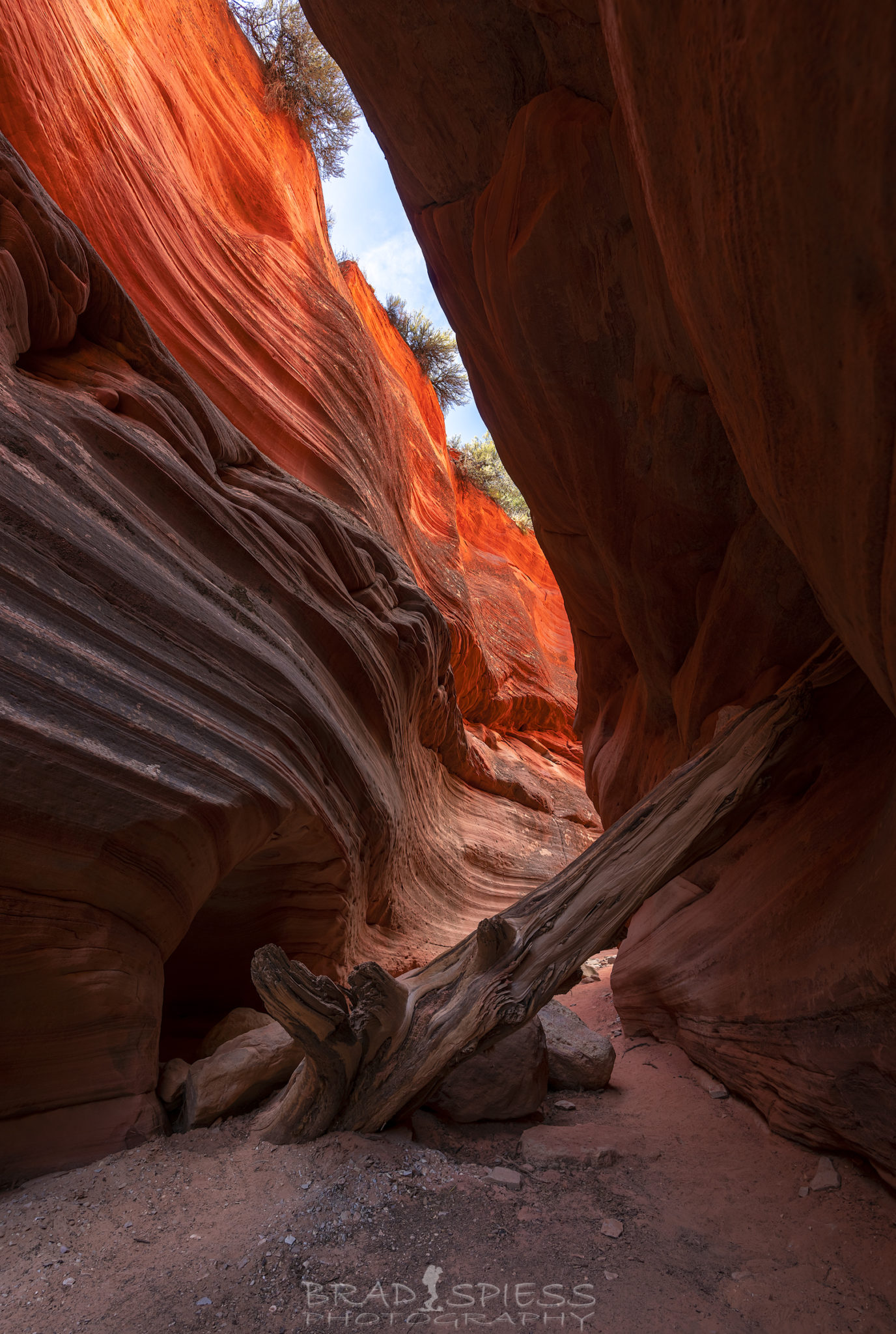 An old tree trunk forming a natural obstacle in Kanab's Peek-A-Boo slot canyon