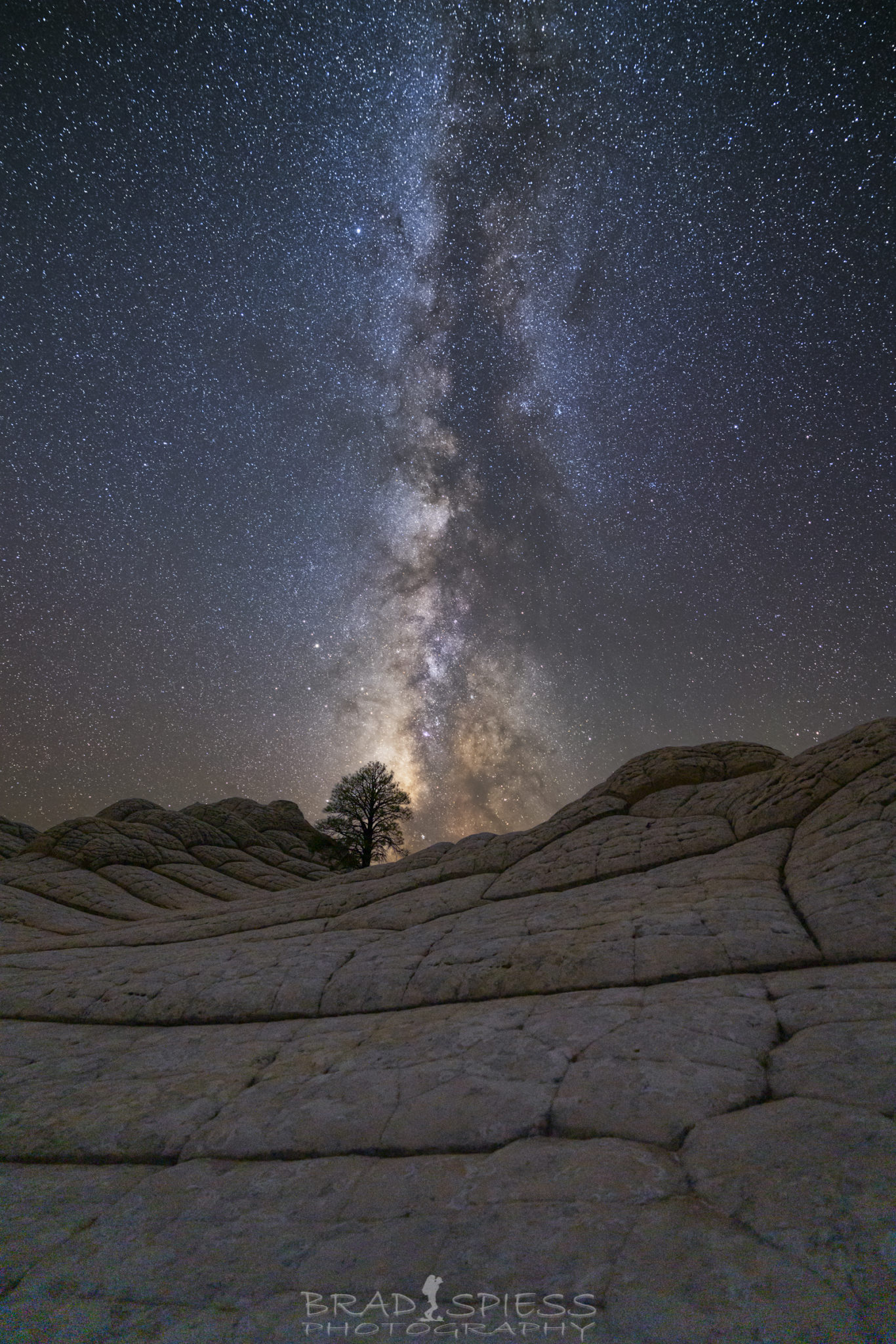 The Milky Way rising skyward behind a lone tree at White Pocket