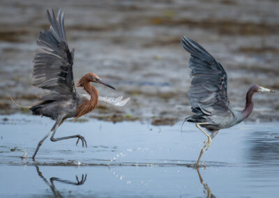 A Reddish Egret chasing away a Little Blue Heron from its territory in the San Diego River.