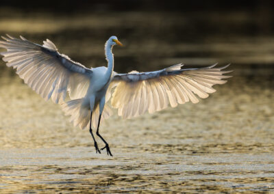 A Great Egret landing in the San Diego River backlight by the sun during sunrise.