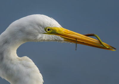 A Great Egret with a pipefish in its beak while it was fishing in the San Diego River. I never knew about pipefish until I started photographing birds down by the San Diego River. The pipefish seems to be a common fish that birds hunt for down there among the eel grass.